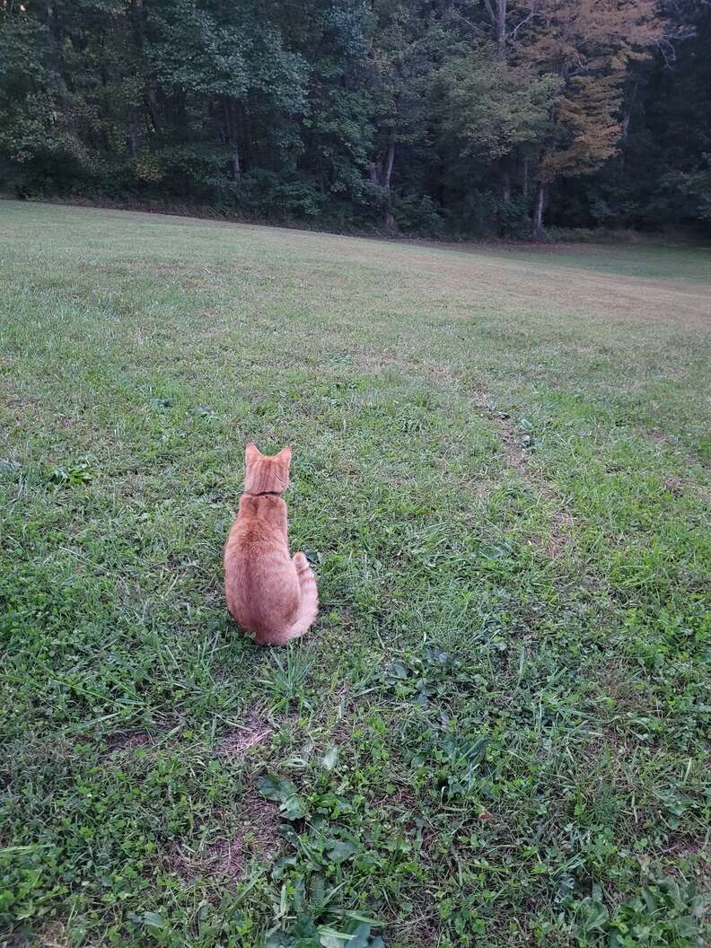 cat sitting in yard 