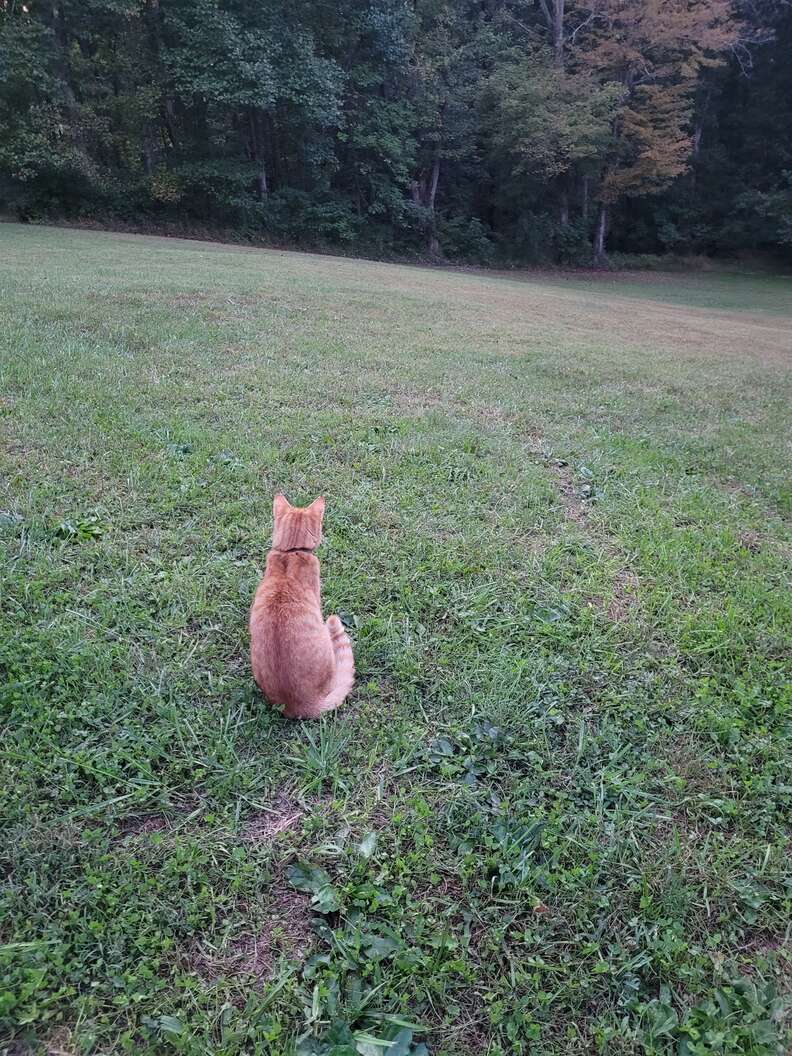 cat sitting in yard