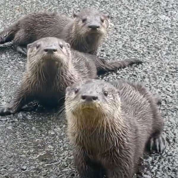 otters in street 