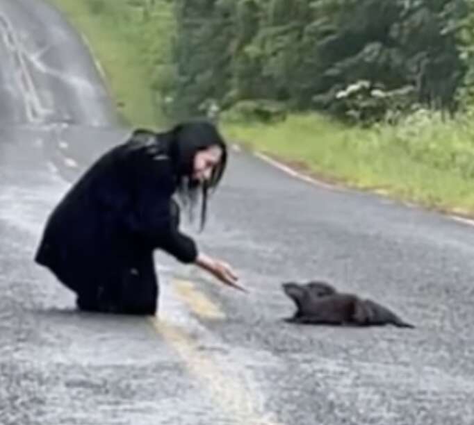 Woman Spots Furry 'Clump' In The Road And Knows What She Needs To Do - The Dodo