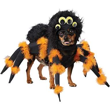 This one that practically screams “Halloween”: California Costumes Pet Spider Costume