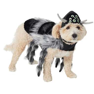 This costume that’ll have all eyes on your dog: Frisco Spider Dog & Cat Costume