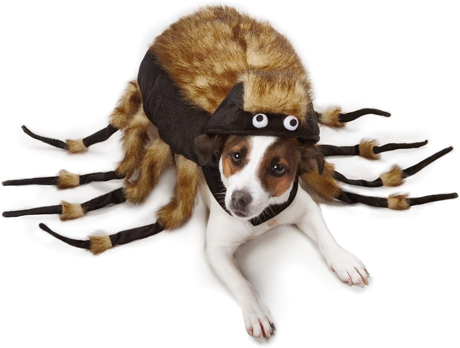 Little dog spider costume best sale