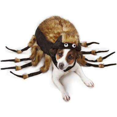 This costume that will transform your pup into a terrifying tarantula: Zack & Zoey Fuzzy Tarantula Costume for Dogs