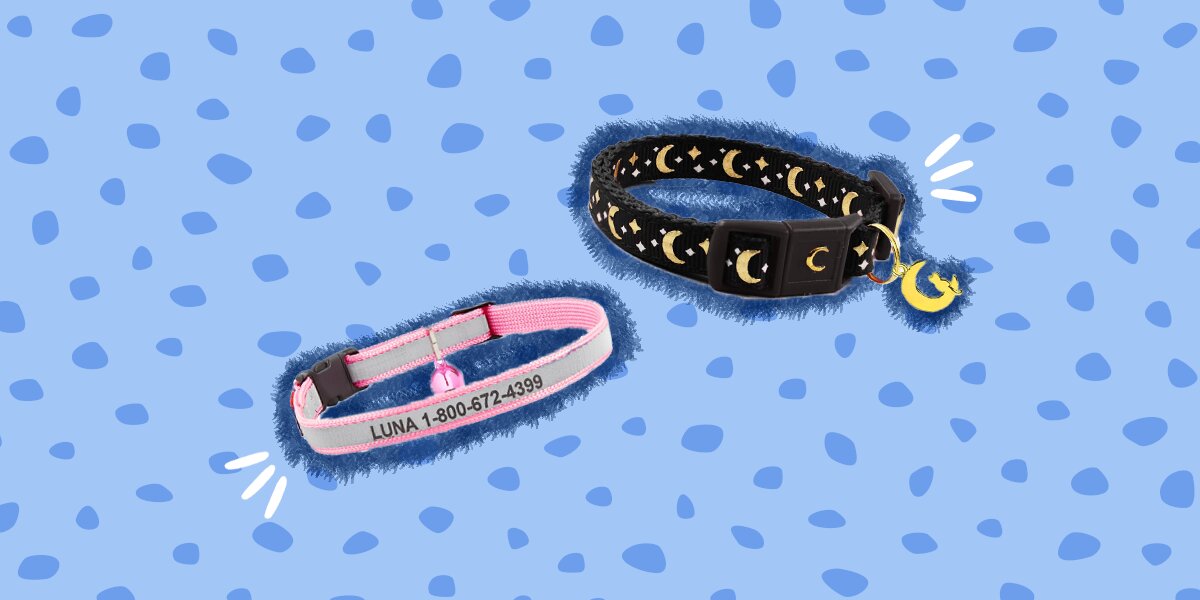 Kitten identification clearance collars