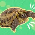 pet turtles