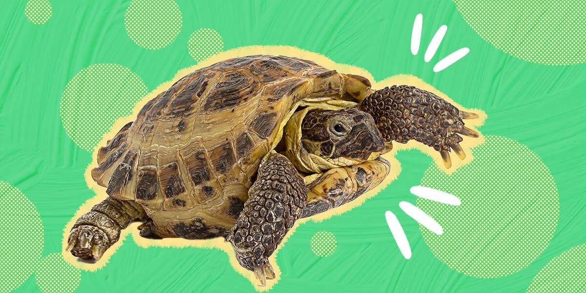 13 Types Of Small Turtles That Make Great Pets