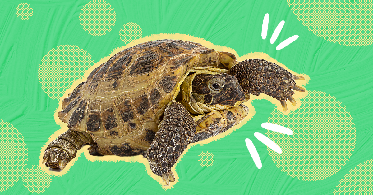 Pet Turtles: Common Types And How To Care For Them DodoWell