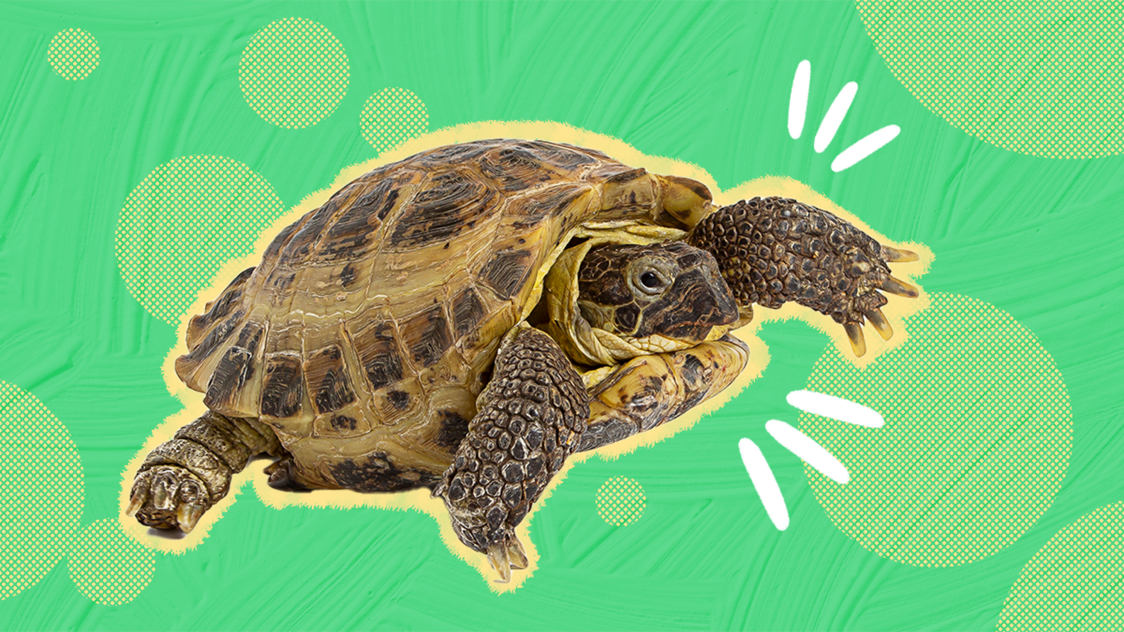 Pet Turtles Common Types And How To Care For Them DodoWell The Dodo