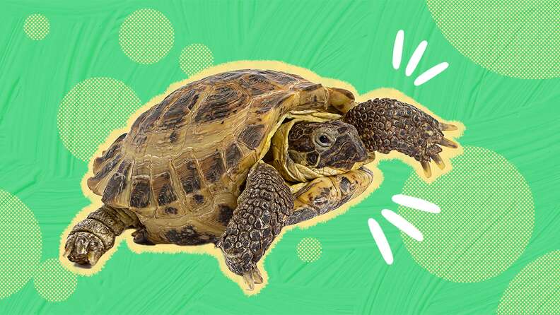 Land turtle top pets