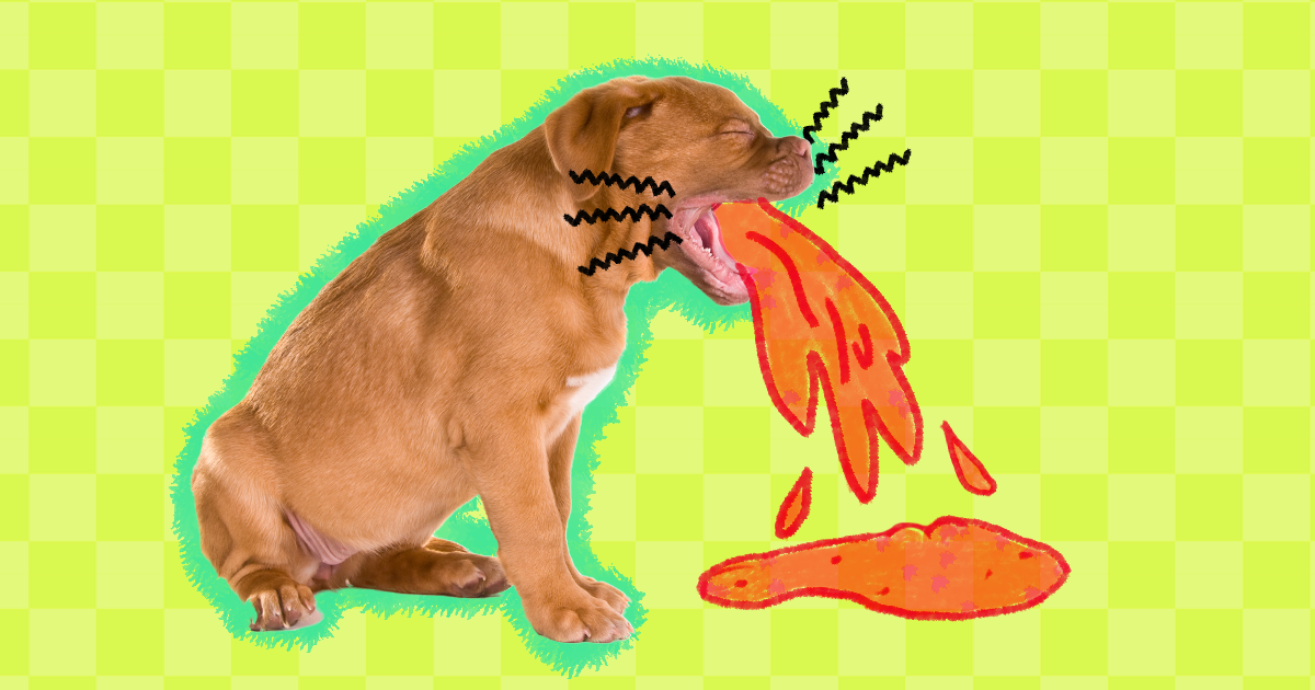 what causes bleeding ulcers in dogs