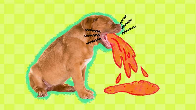 how to treat a dog vomiting blood