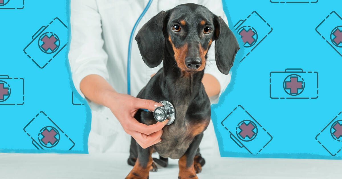 what are signs of testicular cancer in dogs