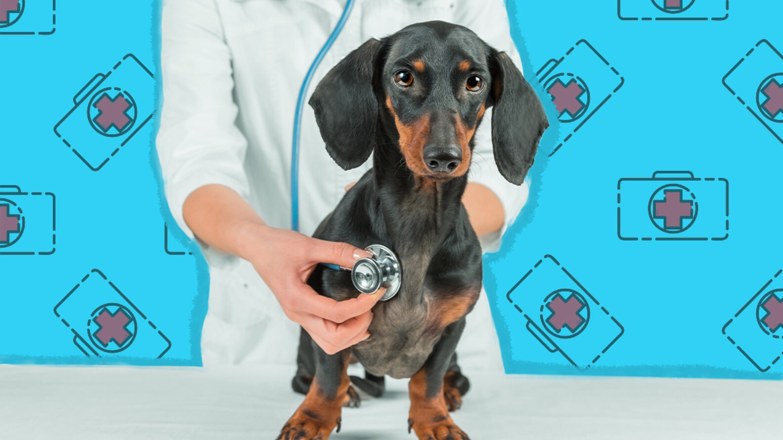 Cancer In Dogs What To Know About The Symptoms, Treatment, Prognosis