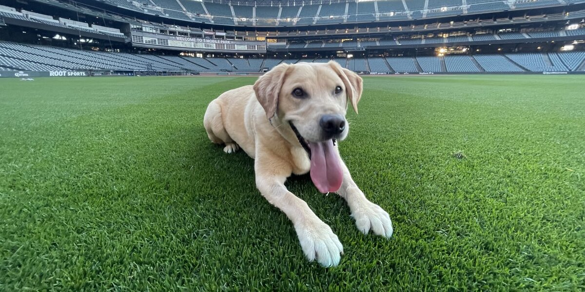 Pets First MLB Seattle Mariners Baseball Toy, Large