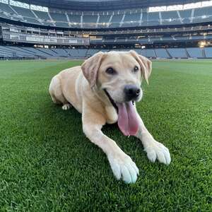 Seattle Mariners Adopt Tucker, A Rescue Dog, To Promote Awareness Of Pet Adoption