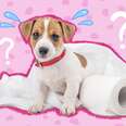 What To Give A Dog For Constipation