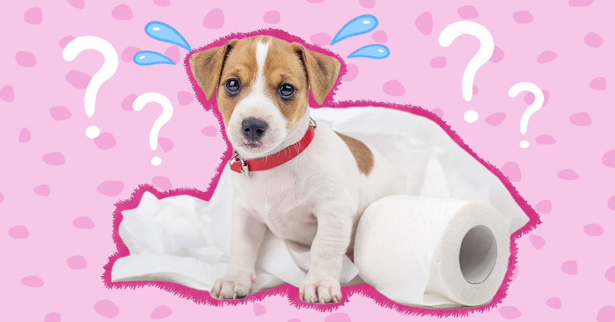 can switching dog food cause constipation