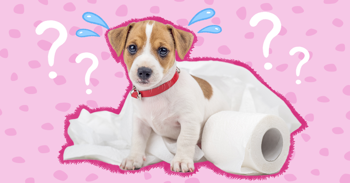 What to give for constipation hot sale in dogs