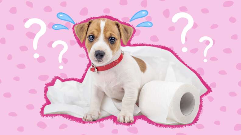 can you give a dog a laxative for constipation