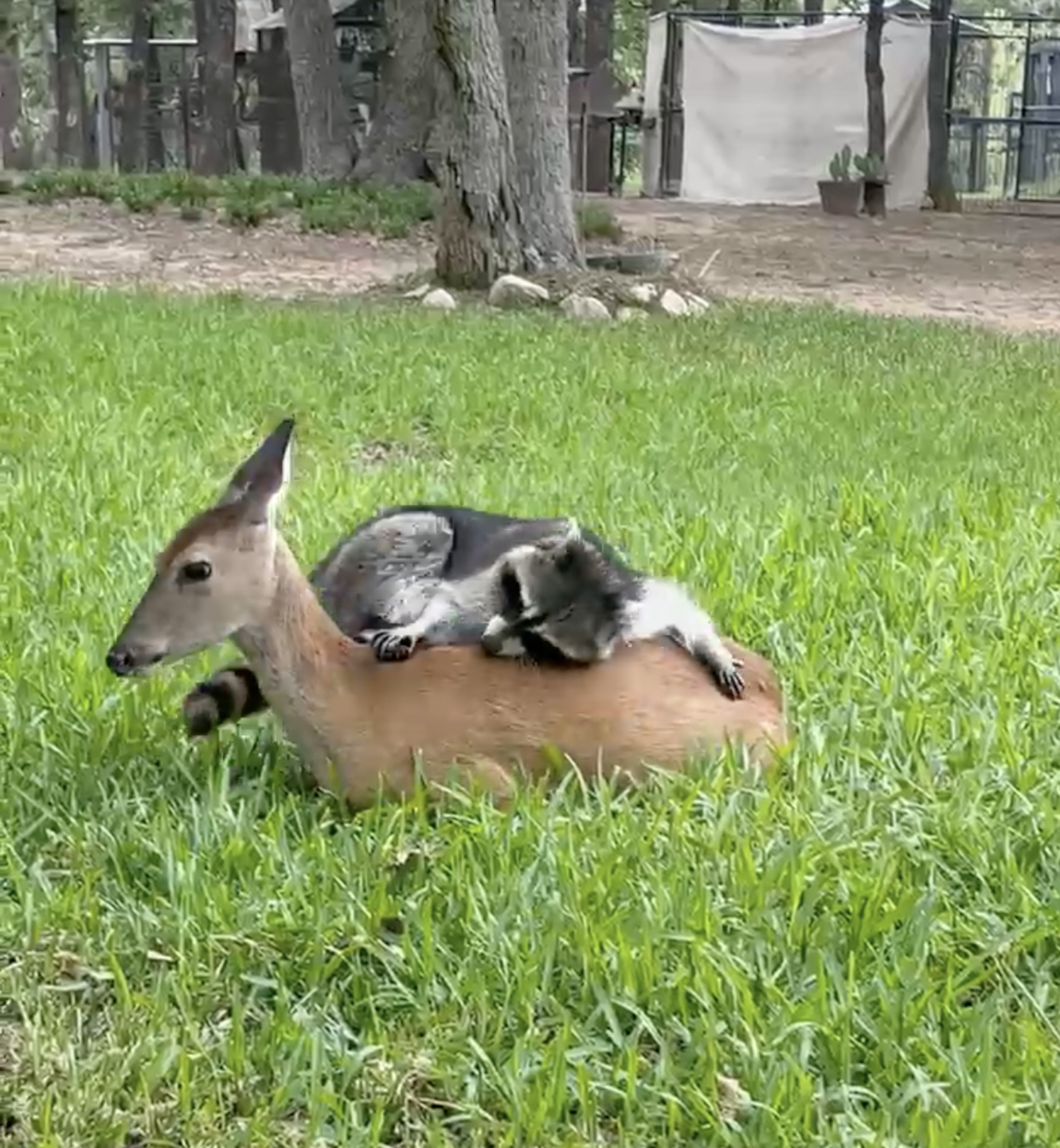 Raccoon Forms Sweetest Friendship With Deer Who Lost Her Mom | Beauty ...