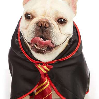 Harry potter outlet dog scarf