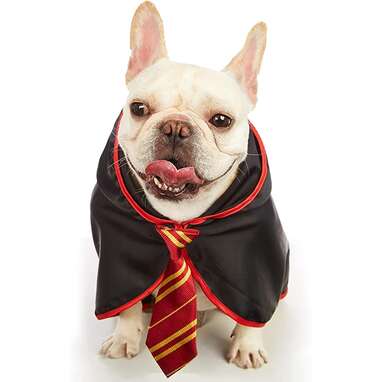 gryffindor dog scarf