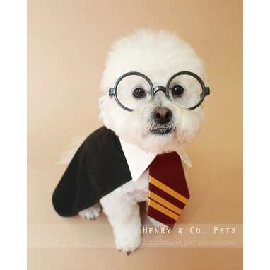 9 Harry Potter Dog Costume Options For Your Little Wizard - DodoWell - The  Dodo