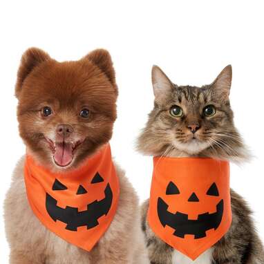 Dog sales halloween bandanas