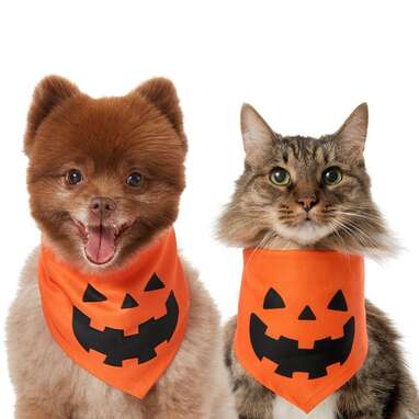 Halloween pet hot sale bandanas