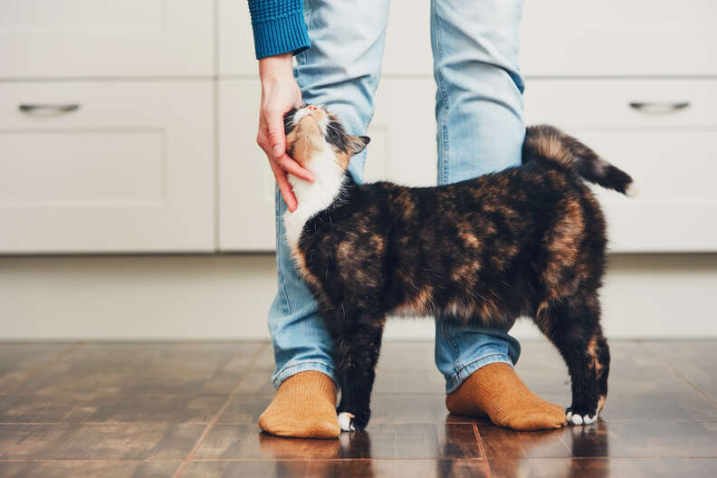 Cats Actually Love People Who ‘Hate’ Them, Study Finds