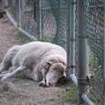 A sad ram sleeps on the ground against the fence.