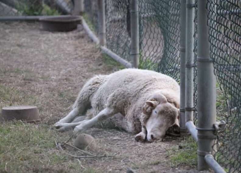 A sad ram sleeps on the ground against a fence.