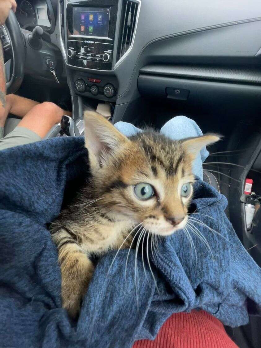 kitten in car
