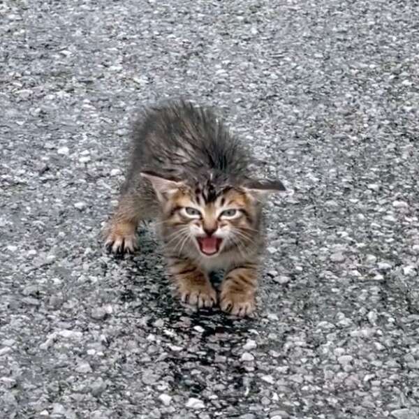 kitten in street 