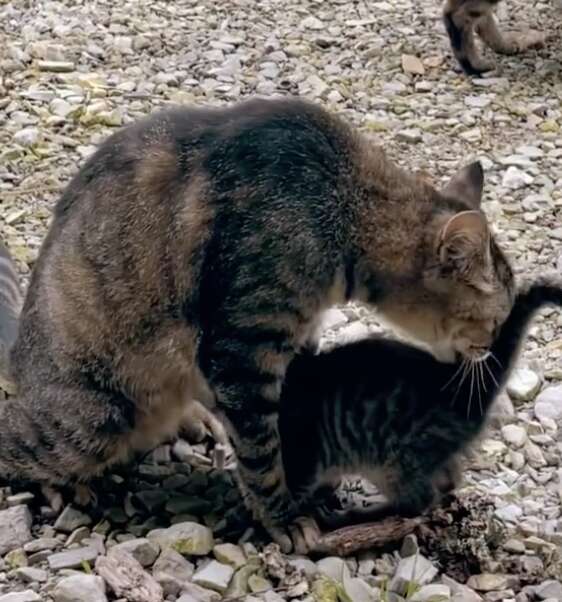 cats sniffing each other 