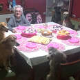 Dogs Throw The Most Adorable Party For Grandma's 89th Birthday