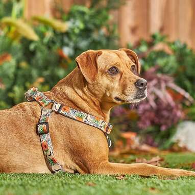 This (harness) is the way, according to the Mandalorian: THE MANDALORIAN GROGU Pumpkin Dog Harness