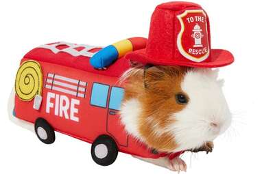 A costume for a true-blue hero: Frisco Firetruck Guinea Pig Costume