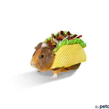 For foodie pig parents: Bootique Tasty Taco Guinea Pig Costume