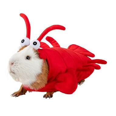 To see if your pig likes living in a shell: Thrills & Chills Lobster Guinea Pig Costume