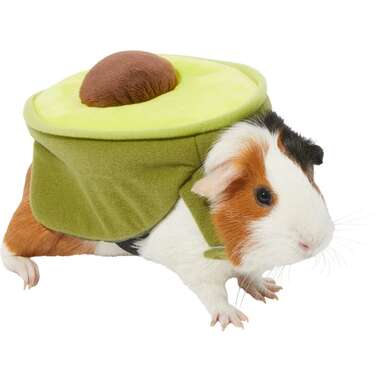 A group costume idea: Frisco Avocado Guinea Pig Costume