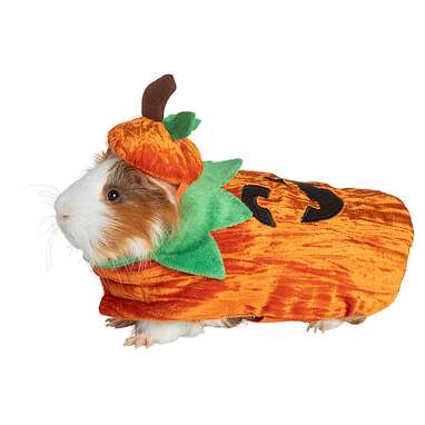 Stick with a classic: Thrills & Chills Pumpkin Guinea Pig Costume