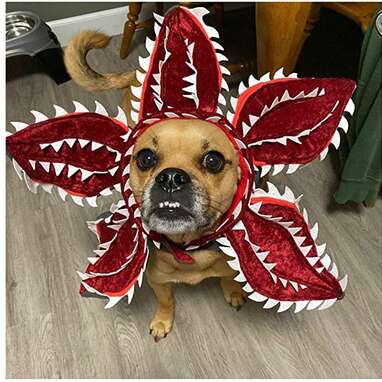 If your dog acts like he comes from the Upside Down: Verceco Demogorgon Cosplay Costume