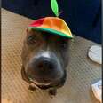 pit bull wearing a propeller hat