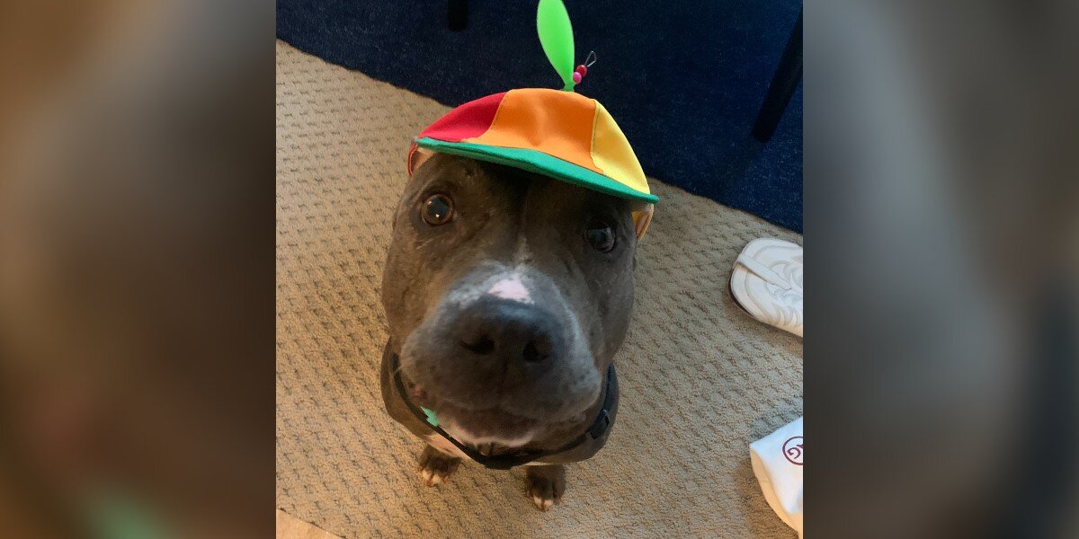 Dog with 2024 propeller hat