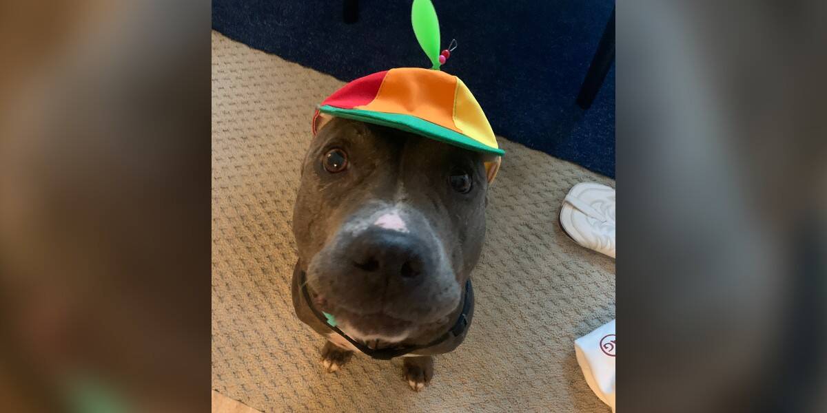 Reductress » How This Dog Wearing a Propeller Hat Saved Our Marriage