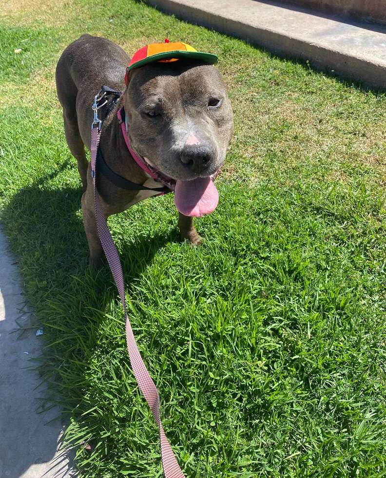 Pit Bull Gets Propeller Hat To Help Her Get Adopted The Dodo