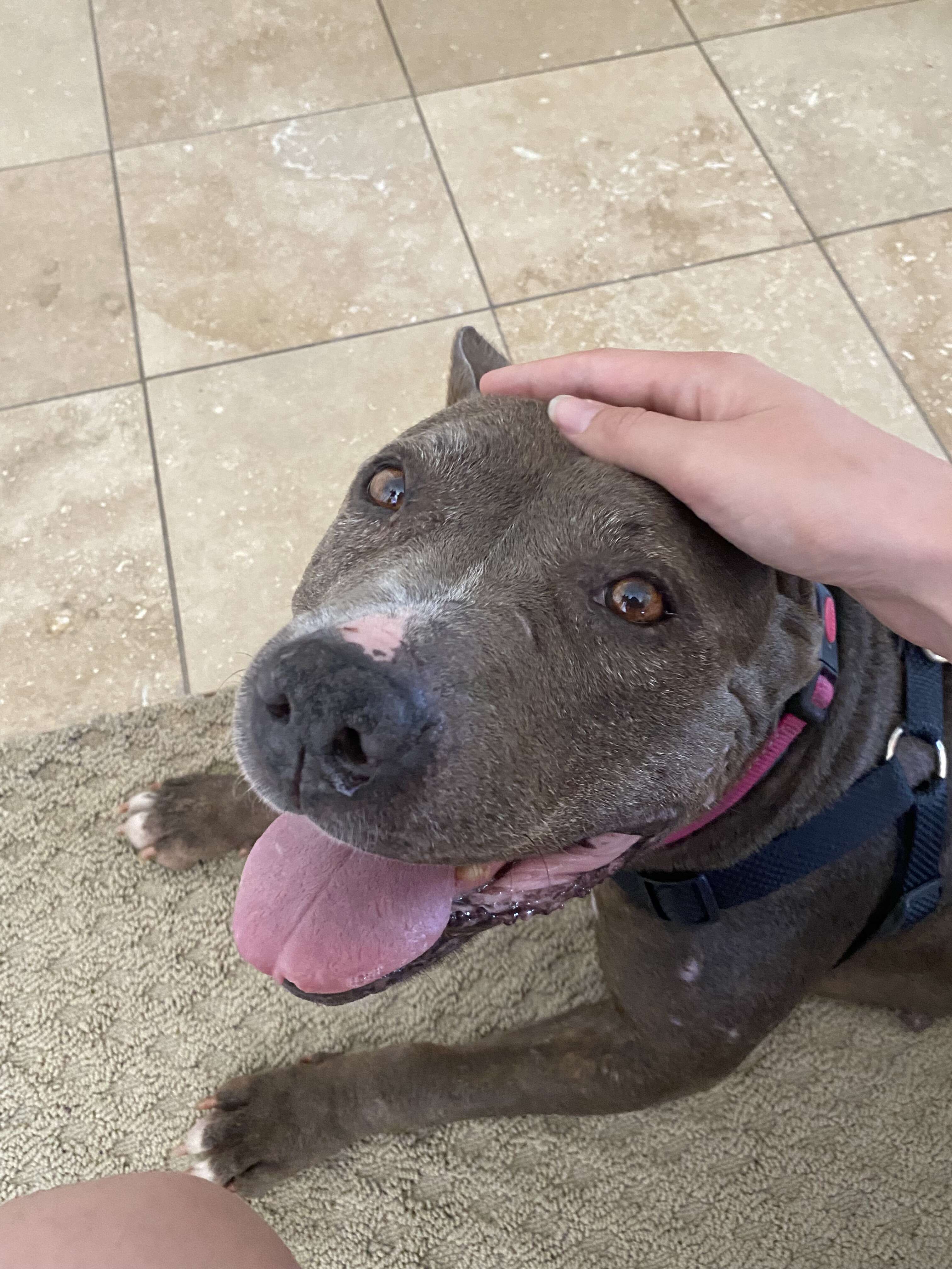 rescue pit bull