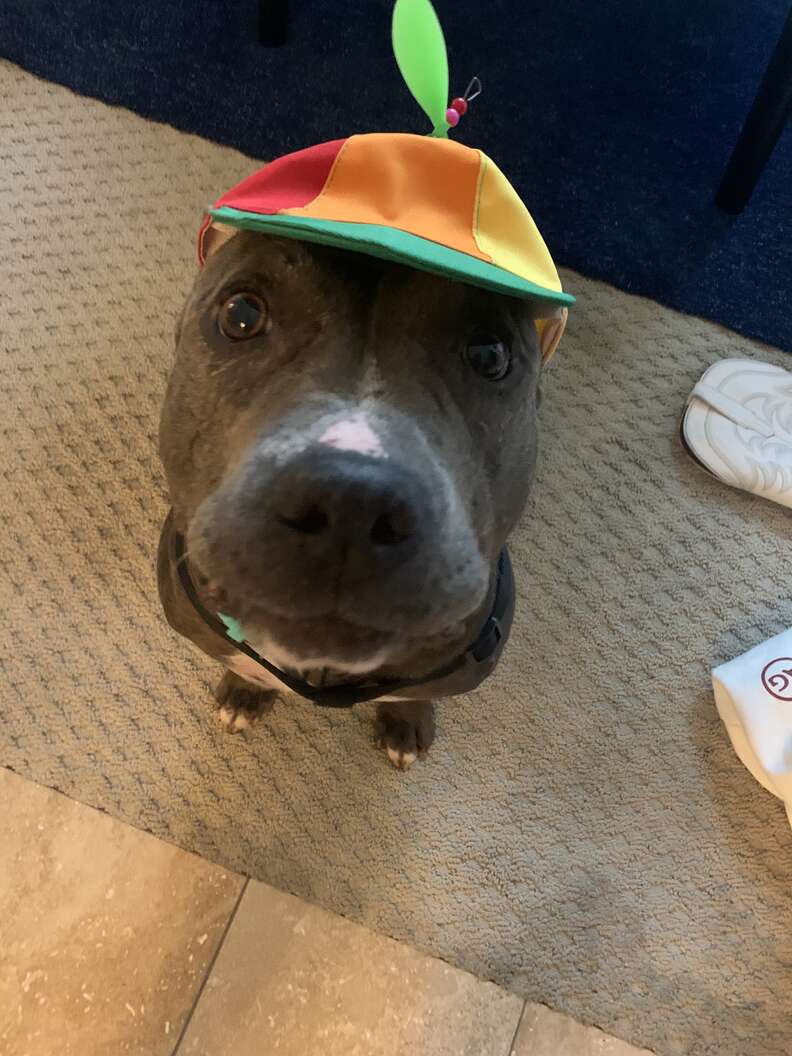 rescue pit bull